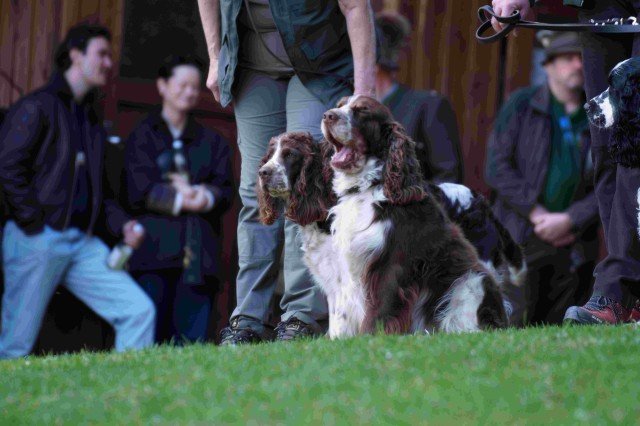 Hundepräsentation 2026
