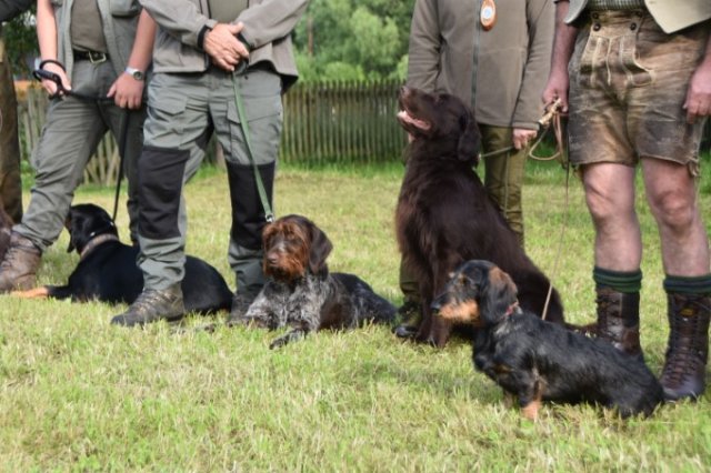 13. Schweißsonderprüfung der Steirischen Landesjägerschaft im Jagdbezirk Mürzzuschlag.