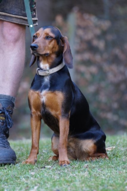 Jagdhundepräsentation 2025