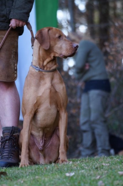 Jagdhundepräsentation 2025