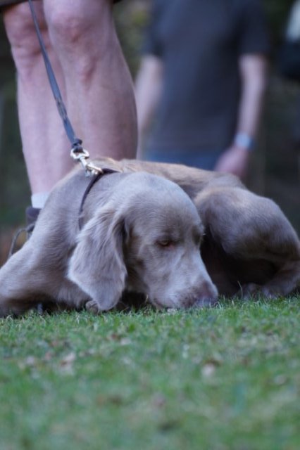 Jagdhundepräsentation 2025