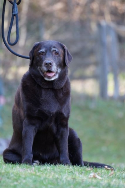 Jagdhundepräsentation 2025