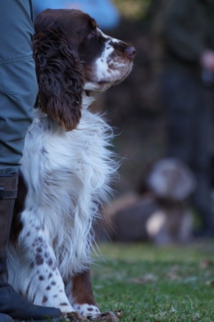 Jagdhundepräsentation 2025