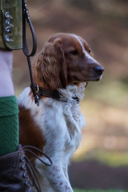 Jagdhundepräsentation 2025